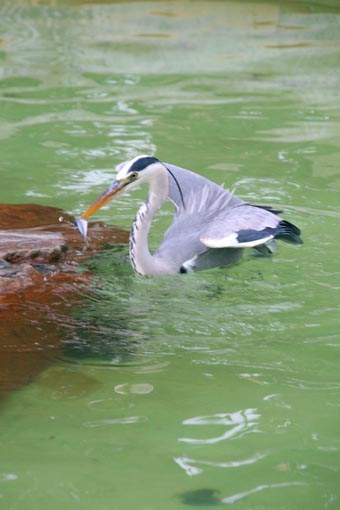 横どり　birds_b0160363_19211053.jpg