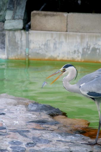 横どり　birds_b0160363_19224596.jpg