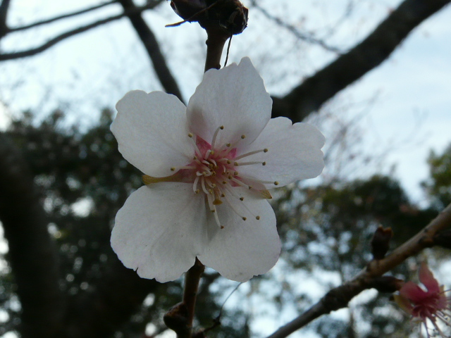 大船植物園の花_e0145782_17223733.jpg