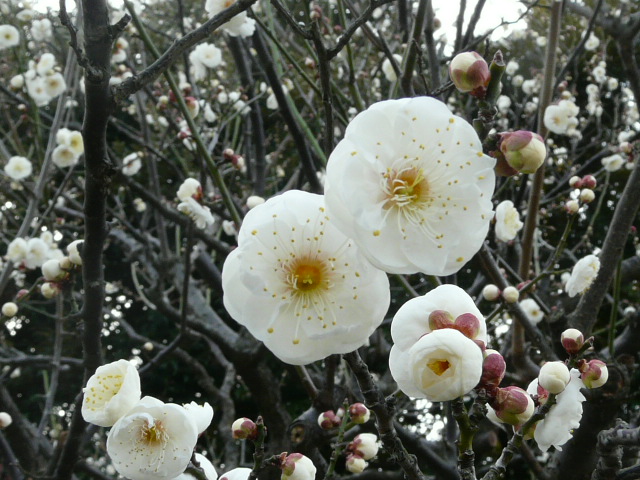 大船植物園の花_e0145782_17232778.jpg