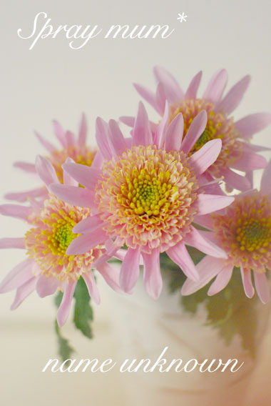 Spray chrysanthemum まだ名前のないスプレーマム_a0115684_20274458.jpg