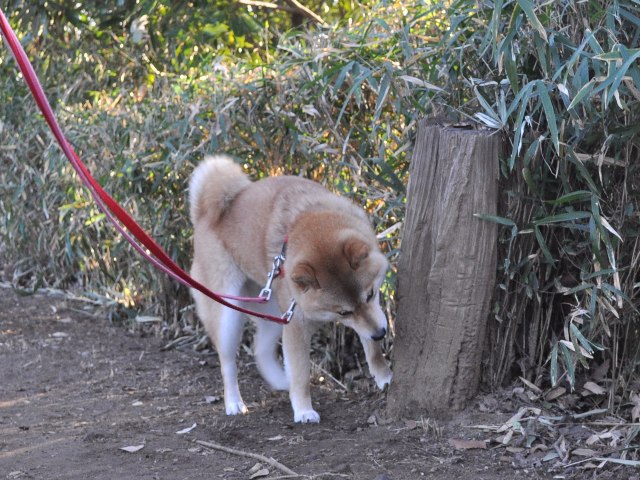 お散歩、ご一緒にいかが?_a0126590_5102386.jpg