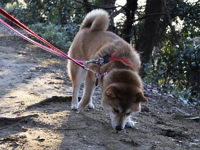 お散歩、ご一緒にいかが?_a0126590_5104236.jpg