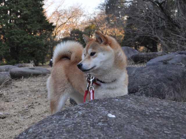 お散歩、ご一緒にいかが?_a0126590_5113973.jpg