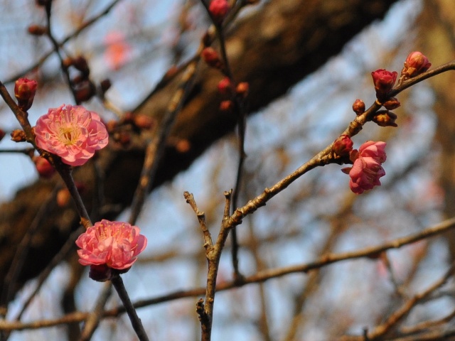 お散歩、ご一緒にいかが?_a0126590_5121551.jpg
