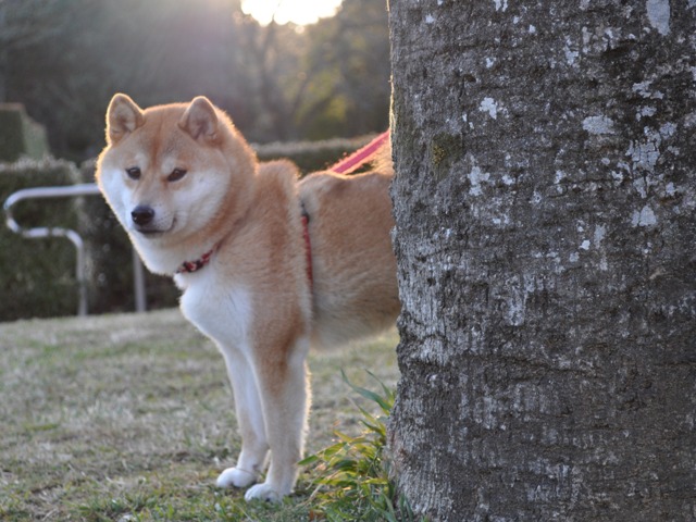 お散歩、ご一緒にいかが?_a0126590_5122911.jpg