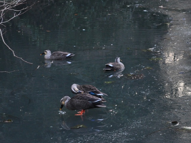 お散歩、ご一緒にいかが?_a0126590_5133588.jpg
