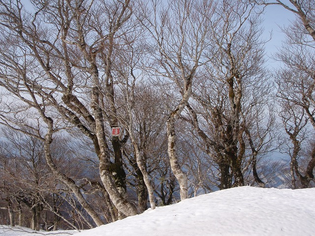 氷ノ山 BC 2010.1.20_c0147398_23364162.jpg