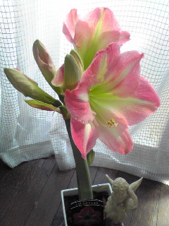 アマリリス_d0085018_13553891.jpg