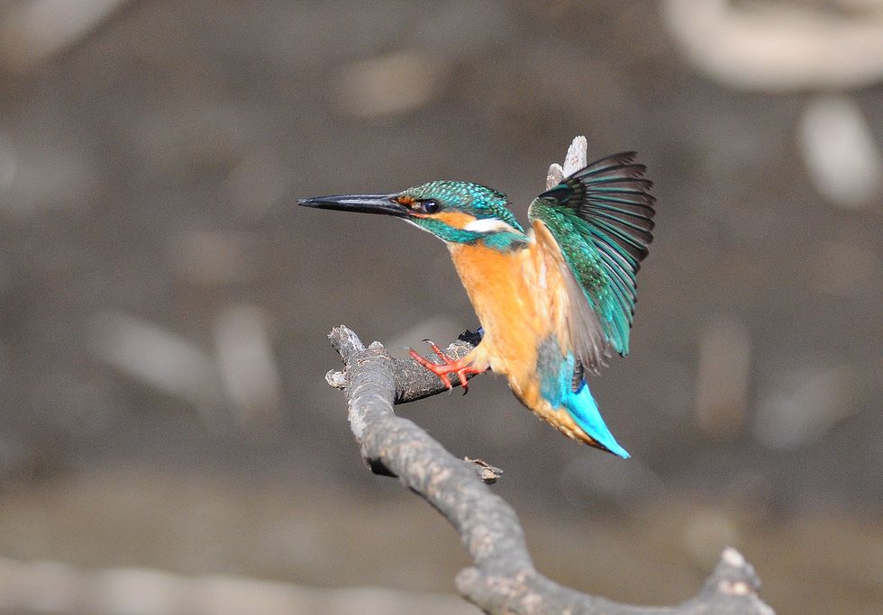 カワセミ・・・トビツキ・トビダシ・・・そして空飛ぶ要塞現る！_a0031821_1839873.jpg