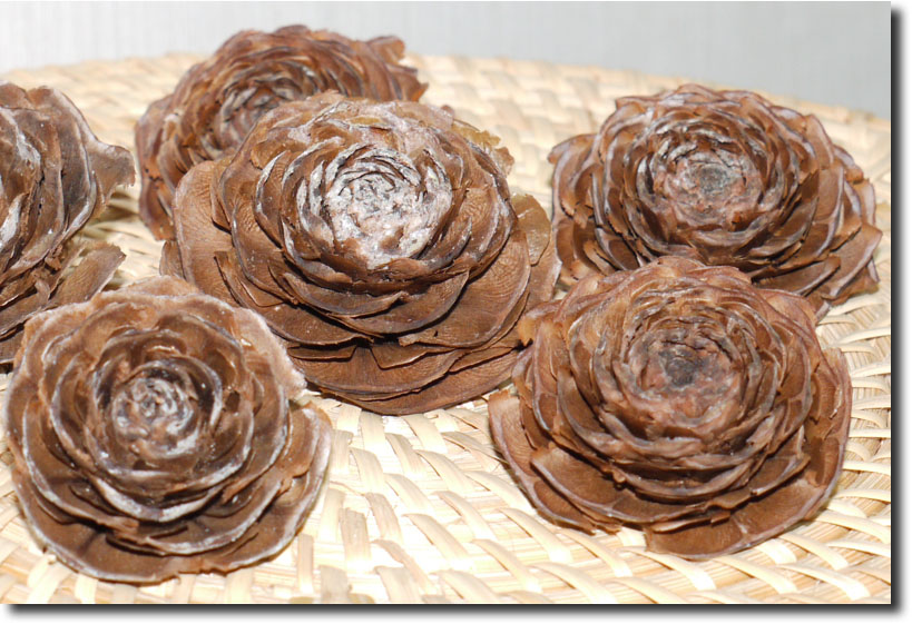 ヒマラヤスギのまつぼっくり 華衣 はなごろも ヒマラヤスギのまつぼっくり 華衣 はなごろも