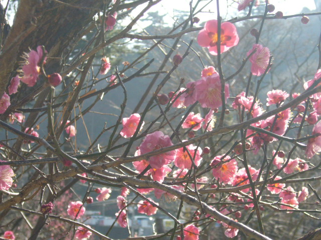 d0000324_1564820.jpg