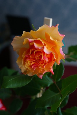 f0170524_14243664.jpg