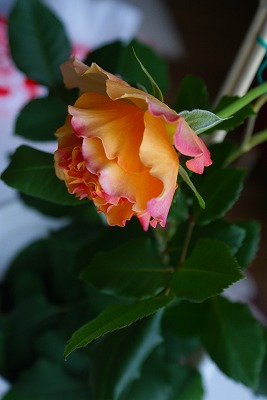 f0170524_1424461.jpg
