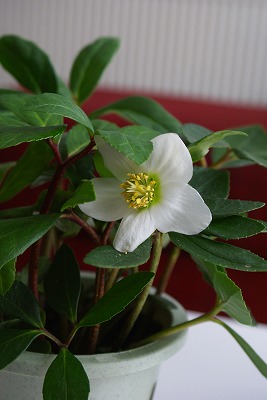 f0170524_14263321.jpg