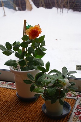 f0170524_1427616.jpg