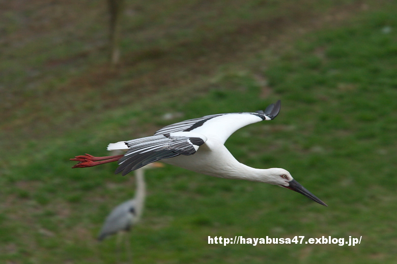 コウノトリの郷公園にて_a0095531_189837.jpg