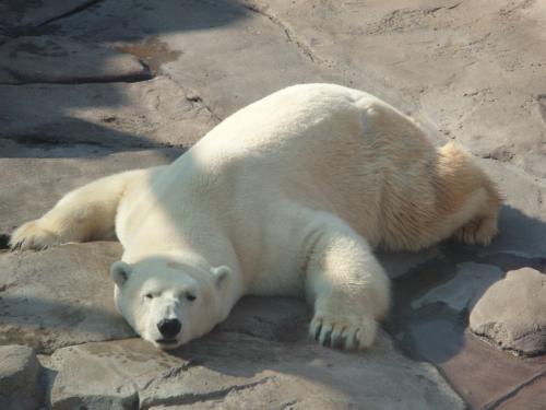 王子動物園_a0129840_0163853.jpg