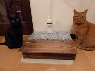 ありがとうシャンプー会議猫 しぇるのぇるろった編。_a0143140_22224343.jpg