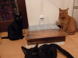 ありがとうシャンプー会議猫 しぇるのぇるろった編。_a0143140_22232266.jpg