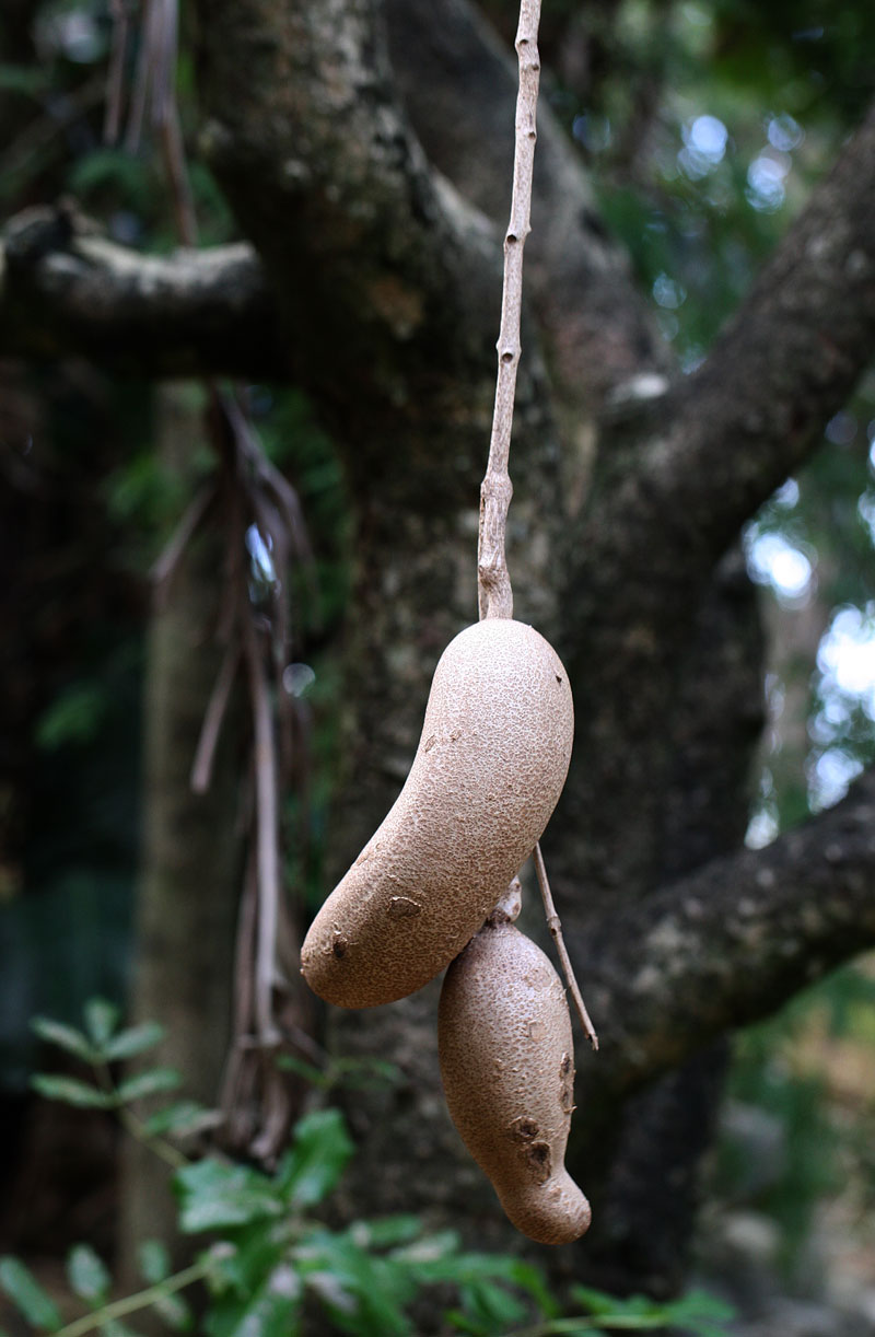 ソーセージノキ Kigelia Pannata 鳥平の自然だより 植物編 ソーセージノキ Kigelia Pannata 鳥平の自然だより 植物編