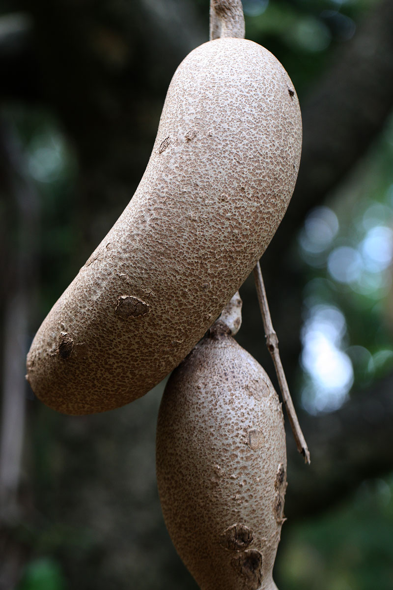 ソーセージノキ Kigelia Pannata 鳥平の自然だより 植物編 ソーセージノキ Kigelia Pannata 鳥平の自然だより 植物編