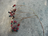 c0181062_1527558.jpg