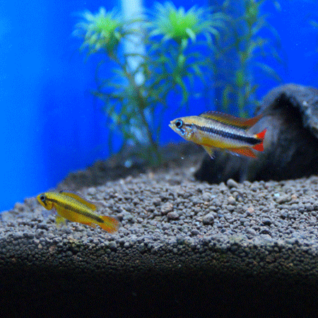 a0162263_222840.gif