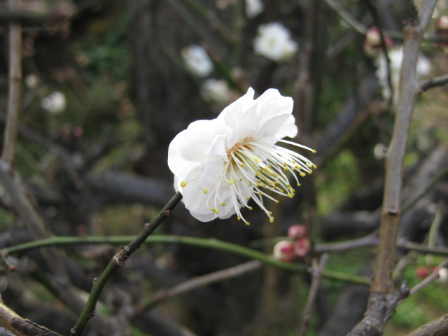 梅が咲いた。。。。。日_f0177670_20194137.jpg