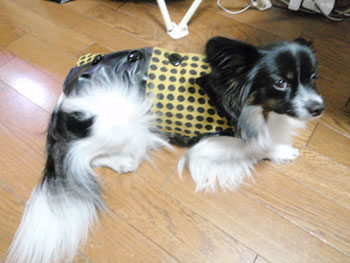 あたたかいが犬に服を着せてみる_b0010487_7514666.jpg