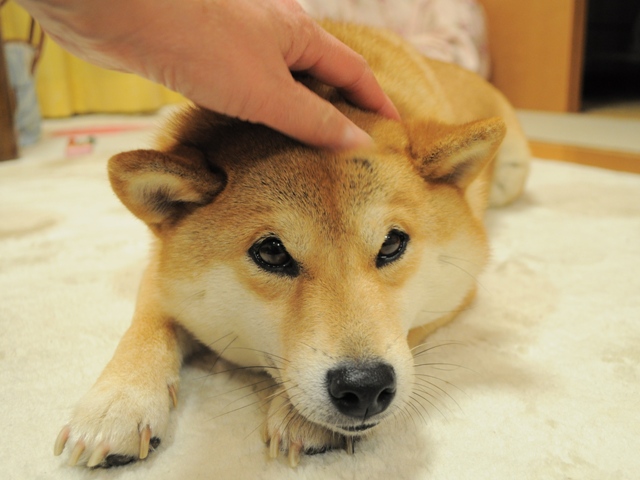 日本語の発音は、はっきりとね!_a0126590_019194.jpg