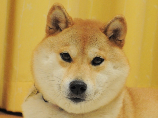 日本語の発音は、はっきりとね!_a0126590_0205099.jpg