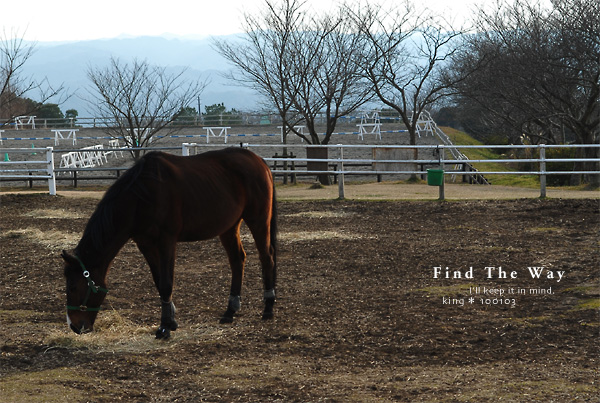 【犬的散歩日和】千葉・君津 〜 マザー牧場 3/3 _f0054594_511071.jpg