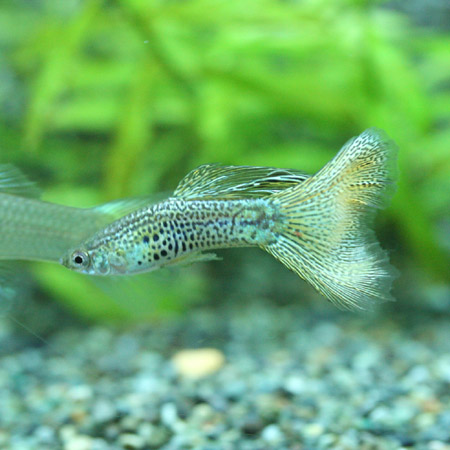 c0165800_23374418.jpg
