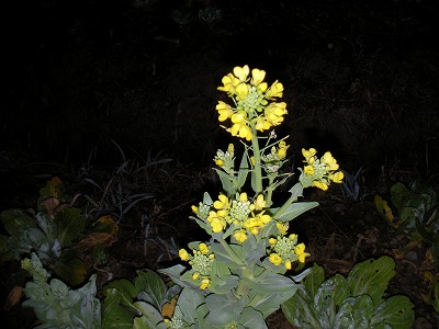 宮崎自然農園・1月２２日・チンゲンサイの花。 _b0181417_213908.jpg