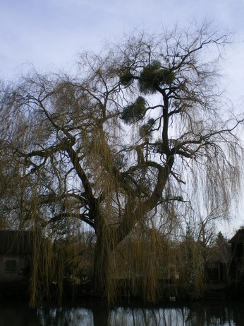 c0124619_838637.jpg