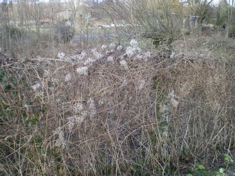 c0124619_8475047.jpg