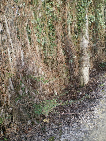 c0124619_8533034.jpg