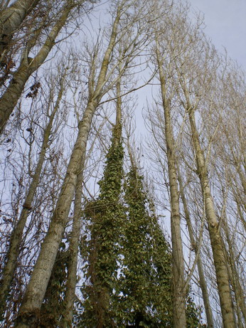 c0124619_854337.jpg