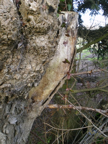 c0124619_8562012.jpg