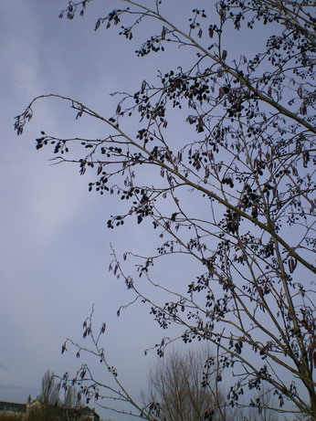 c0124619_8594942.jpg