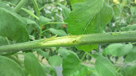 b0178923_15492833.gif