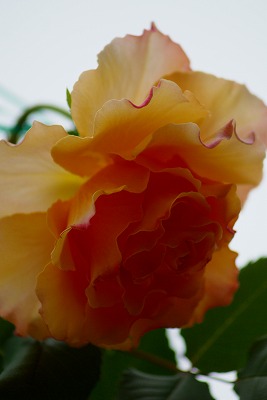 f0170524_1204230.jpg