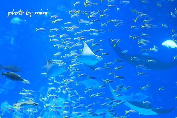 美ゅら海水族館～＾＾♪_b0165335_16594834.jpg