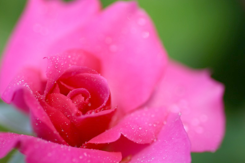 片思い 花詩集 片思い 花詩集