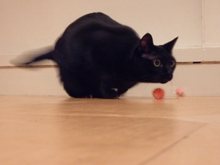 お誕生日猫 のぇる3歳編。_a0143140_2322995.jpg