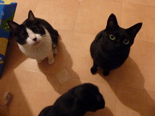 お誕生日猫 のぇる3歳編。_a0143140_23395751.jpg