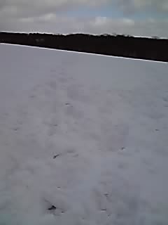 シロとアリスのグルーミング_e0145441_19224965.jpg