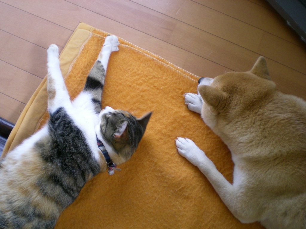 2010年1月23日(土)愛ちゃんの絵に再チャレンジ!_f0060461_16313811.jpg
