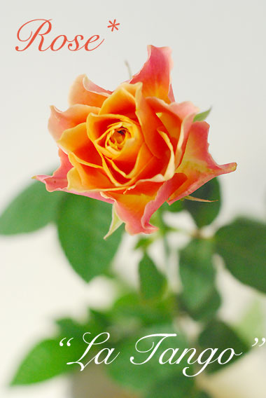 ROSE \"ラ・タンゴ\"とバラについてのうんちく少々_a0115684_18563369.jpg